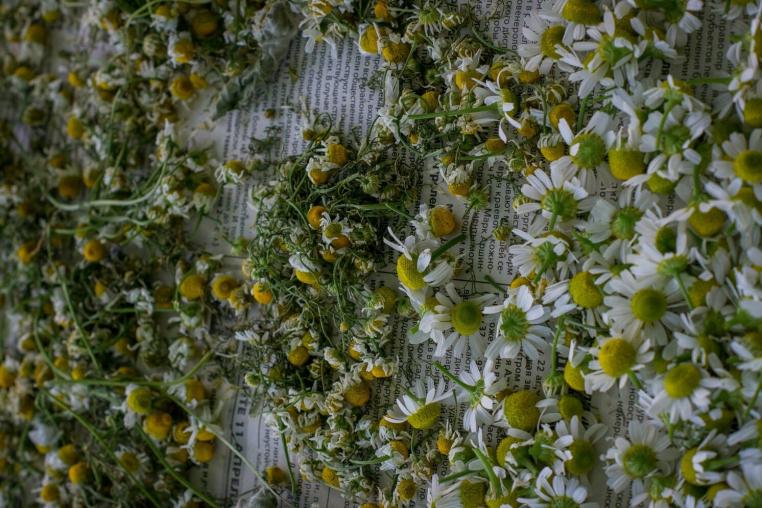 Чем полезен чай из ромашки?