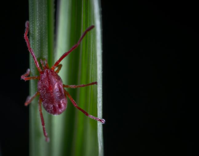 Клещи атакуют: как защититься и что делать при укусе
